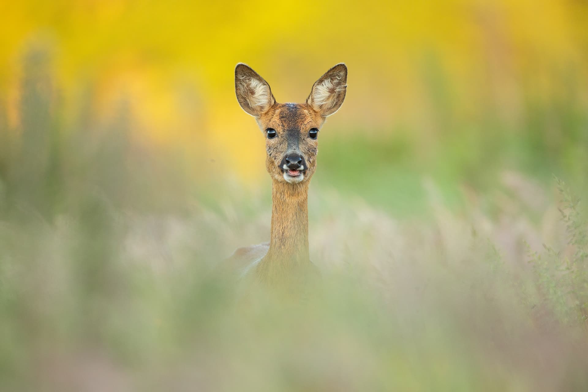 Roe deer looking directly towards the camera through soft meadow grasses, framed by golden summer foliage.
