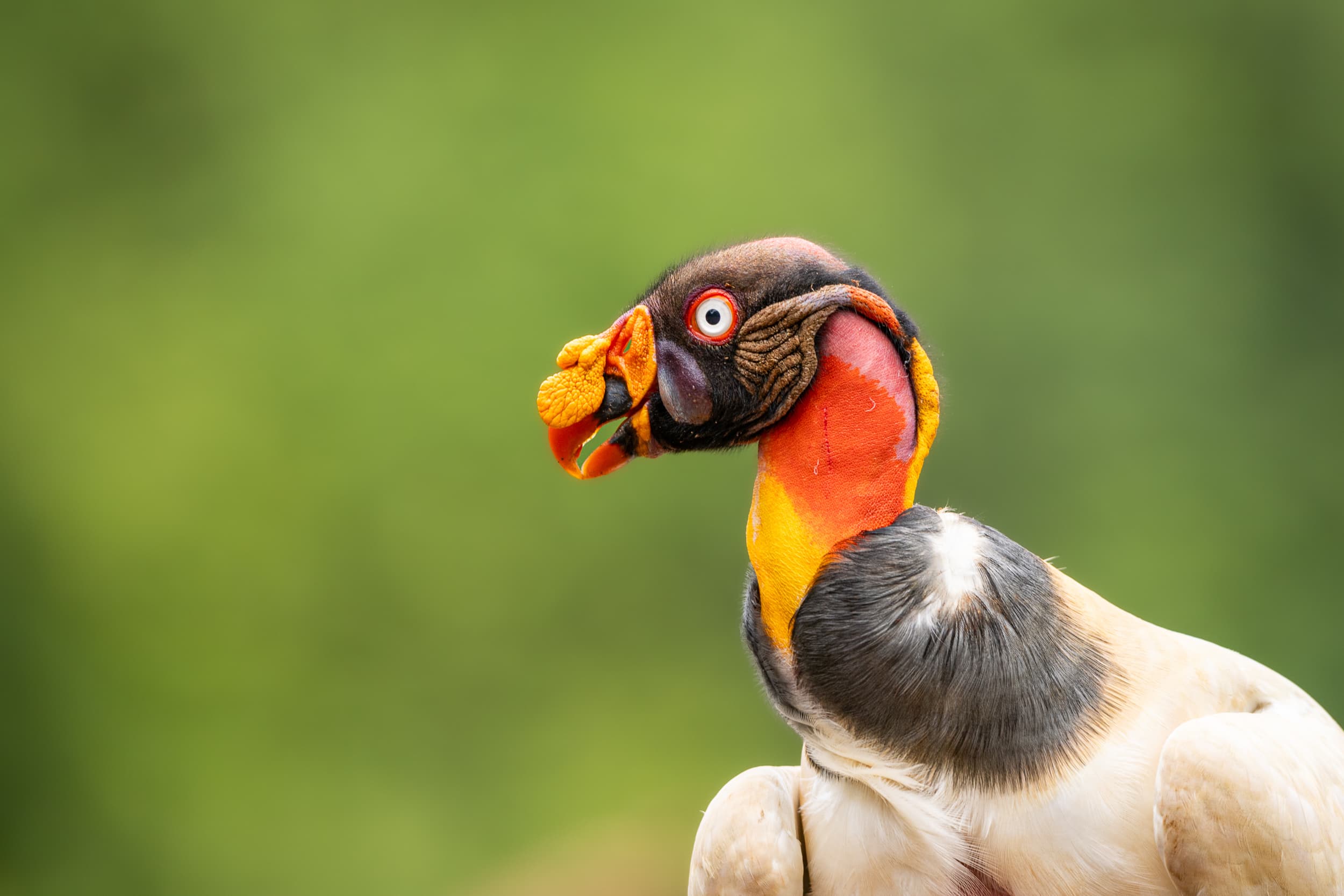 King vulture perched on a branch in Costa Rica.