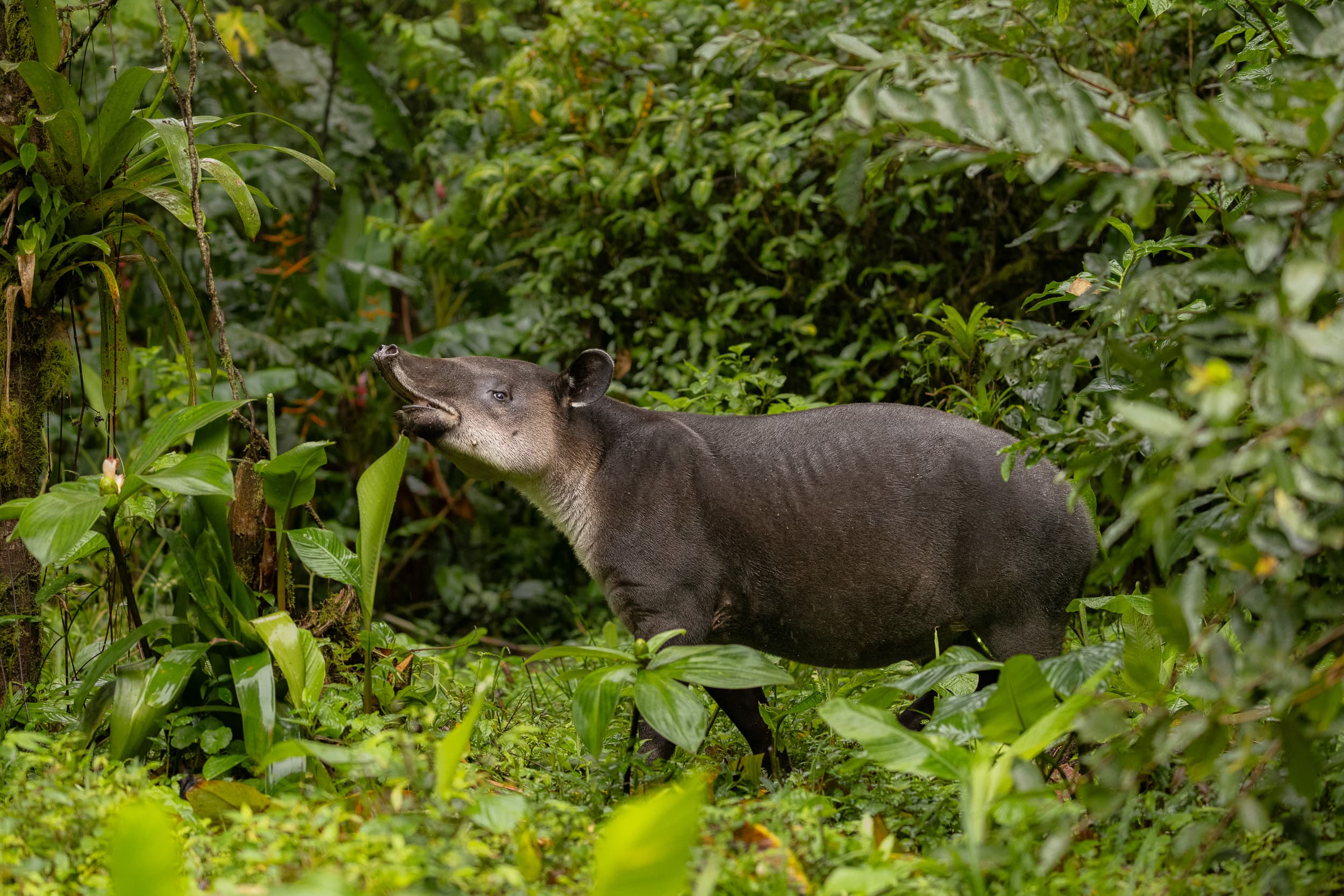 A Baird's tapir in a clearing in the Costa Rican rainforest.